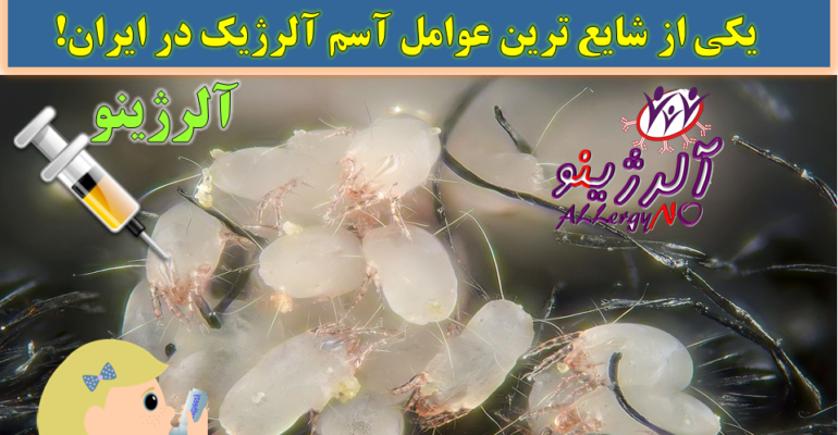 مایت (هیره) گرد و غبار- یکی از شایع ترین عوامل آسم در ایران- آلرژینو