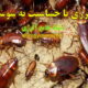 آلرژی-یا-حساسیت-به-سوسک-شبکه-جامع-آلرژی