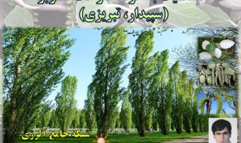 آلرژی-یا-حساسیت-به-گرده-درخت-صنوبر-سپیدار،-پده،-تبریزی-شبکه-جامع-آلرژی