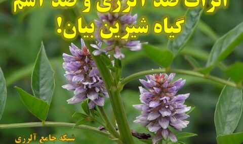 اثرات-ضد-آلرژی-و-ضد-آسم-شیرین-بیان-1