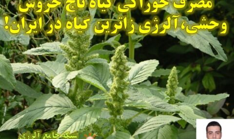 تاج-خروس-وحشی-شبکه-جامع-آلرژی-1