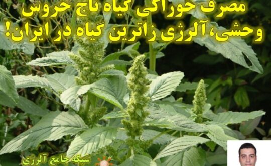 تاج-خروس-وحشی-شبکه-جامع-آلرژی-1