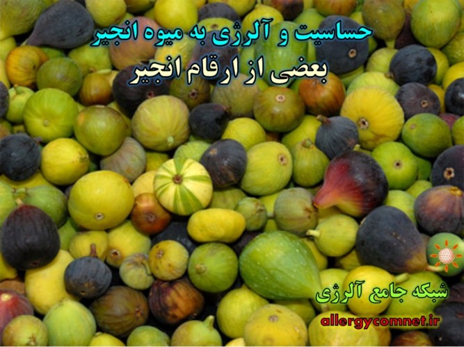 حساسیت و آلرژی به انجیر ۳- شبکه جامع آلرژی