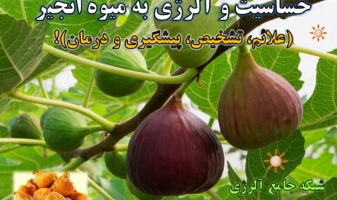 حساسیت-و-آلرژی-به-انجیر- آلرژینو