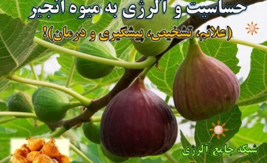 حساسیت-و-آلرژی-به-انجیر- آلرژینو