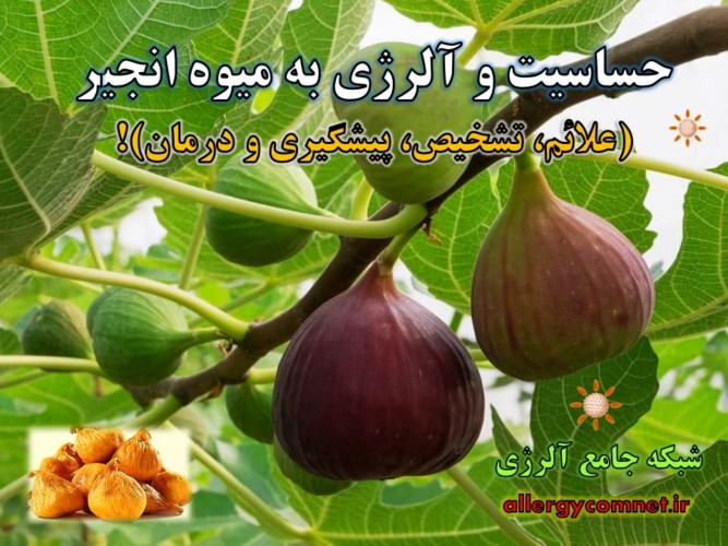 حساسیت-و-آلرژی-به-انجیر- آلرژینو