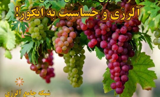 حساسیت-و-آلرژی-به-انگور- آلژینو
