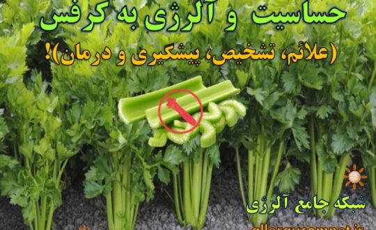 حساسیت-و-آلرژی-به-کرفس- آلرژینو