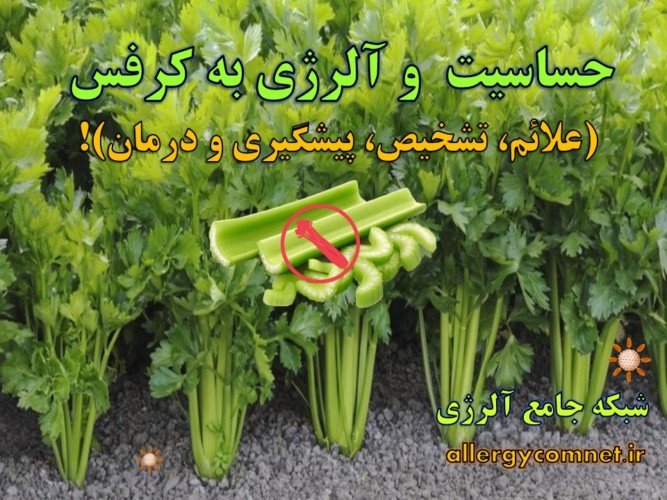 حساسیت-و-آلرژی-به-کرفس- آلرژینو