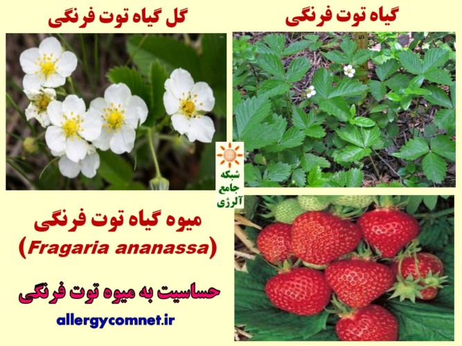 حساسیت یا آلرژی به میوه توت فرنگی ۱- شبکه جامع آلرژی