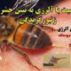 حساسیت-یا-آلرژی-به-نیش-حشرات-زنبورگزیدگی-شبکه-جامع-آلرژی