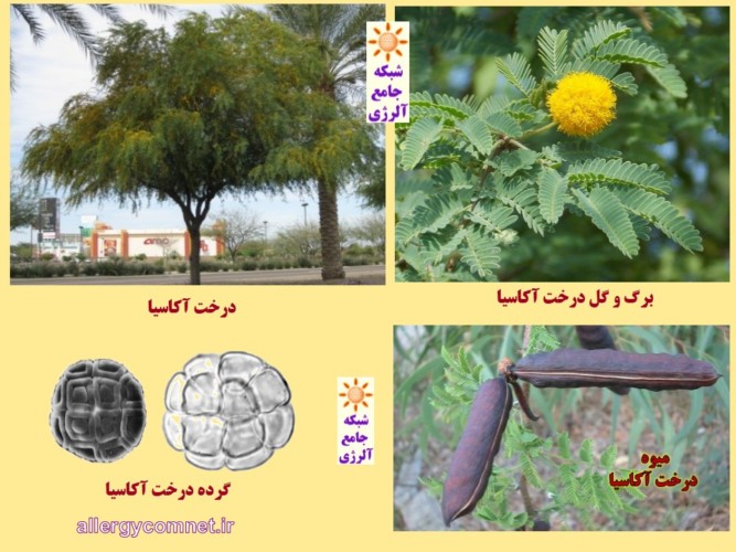 درخت آکاسیا- منبع شایع تولید آلرژن های گیاهی در ایران ۱- شبکه جامع آلرژی