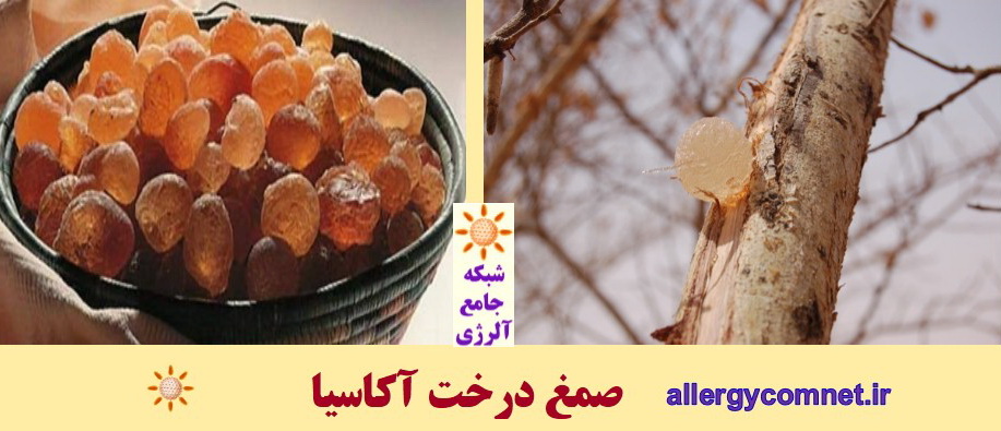 درخت آکاسیا- منبع شایع تولید آلرژن های گیاهی در ایران ۲- شبکه جامع آلرژی