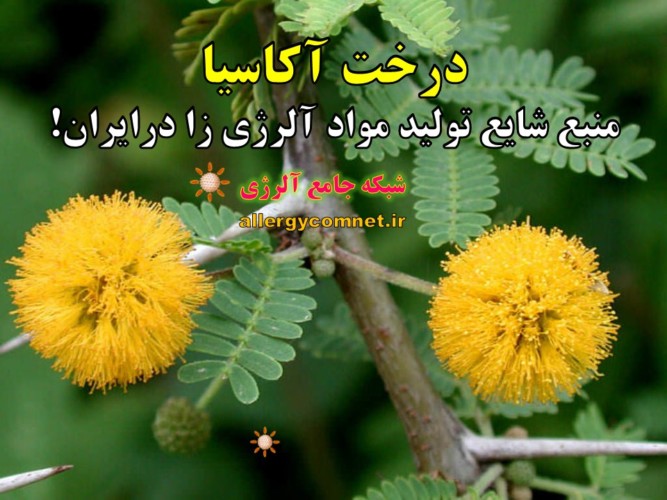 درخت-آکاسیا-منبع-شایع-تولید-آلرژن-های-گیاهی-در-ایران-شبکه-جامع-آلرژی