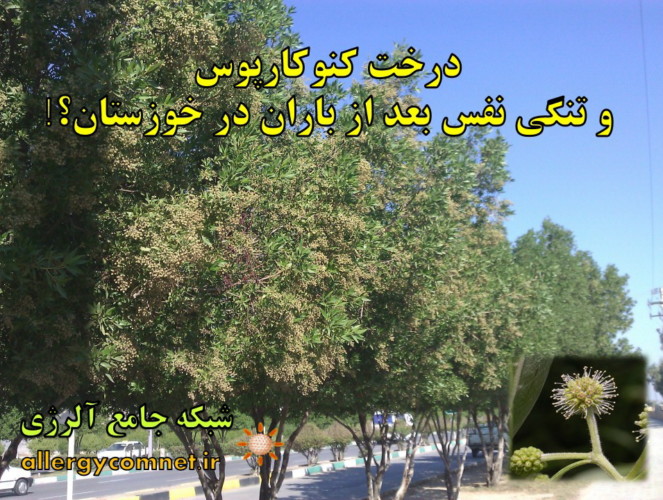 درخت-کنوکارپوس-و-تنگی-نفس-بعد-از-باران-در-خوزستان-شبکه-جامع-آلرژی-1