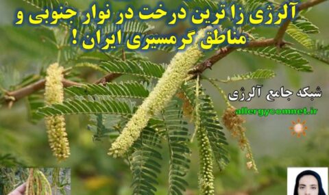 درخت-کهور-آلرژی-زا-ترین-درخت-در-نوار-جنوبی-و-گرمسیری-ایران-شبکه-جامع-آلرژی