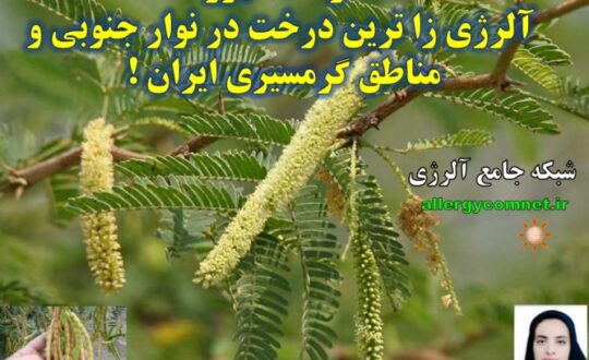 درخت-کهور-آلرژی-زا-ترین-درخت-در-نوار-جنوبی-و-گرمسیری-ایران-شبکه-جامع-آلرژی