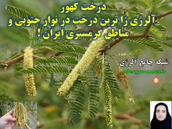 درخت-کهور-آلرژی-زا-ترین-درخت-در-نوار-جنوبی-و-گرمسیری-ایران-شبکه-جامع-آلرژی