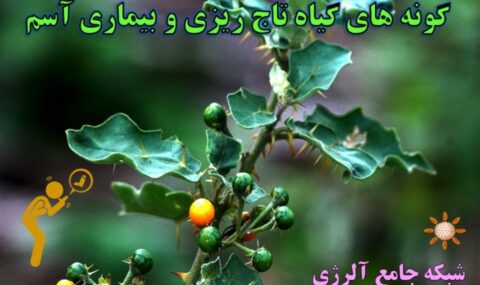 گونه-های-گیاه-تاج-ریزی-و-بیماری-آسم-شبکه-جامع-آلرژی