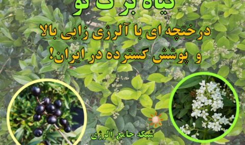 گیاه-برگ-نو،-درختچه-ای-با-آلرژی-زایی-بالا-و-پوشش-گسترده-در-ایران-آلرژینو