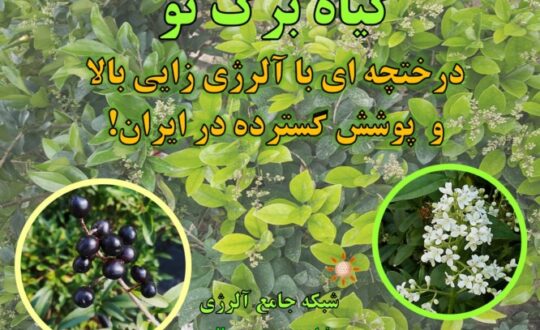 گیاه-برگ-نو،-درختچه-ای-با-آلرژی-زایی-بالا-و-پوشش-گسترده-در-ایران-آلرژینو