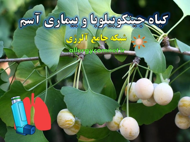 گیاه-جینکوبیلوبا-و-بیماری-آسم-شبکه-جامع-آلرژی