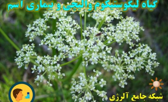 گیاه-لیگوستیکوم-والیچی-و-بیماری-آسم-شبکه-جامع-آلرژی