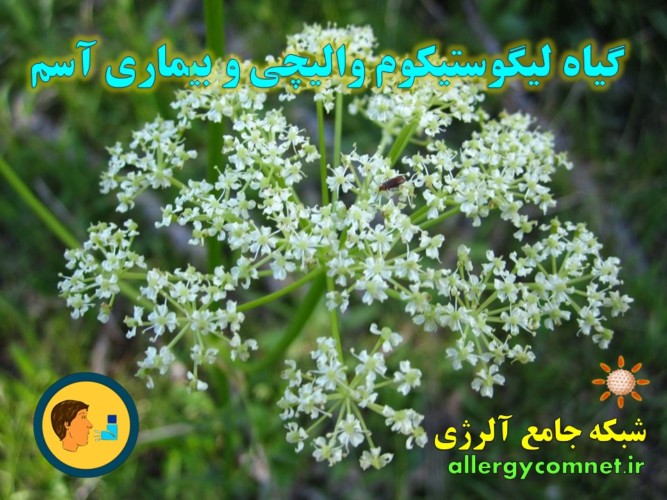 گیاه-لیگوستیکوم-والیچی-و-بیماری-آسم-شبکه-جامع-آلرژی