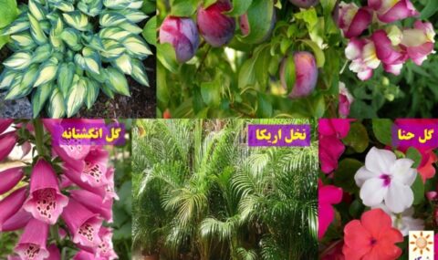 گیاهان-با-آلرژی-زایی-پایین