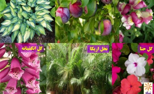 گیاهان-با-آلرژی-زایی-پایین