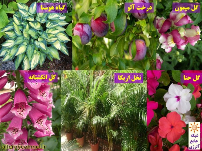 گیاهان-با-آلرژی-زایی-پایین
