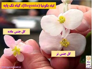 گیاهان تک پایه-شبکه جامع آلرژی