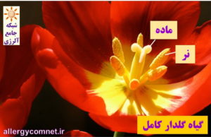 گیاهان گلدار کامل-شبکه جامع آلرژی